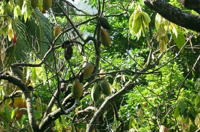 Kakaovník.jpg Kakaovník vám doma asi nevyroste...