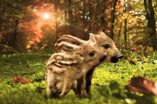 Také prasátka mohou být lehce radioaktivní.jpg Také prasátka mohou být lehce radioaktivní ☢