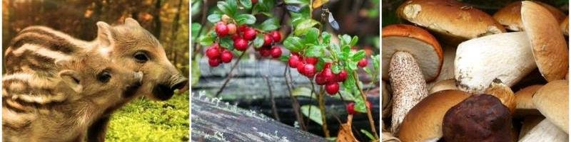 Některé potraviny po Černobylu ještě "svítí"