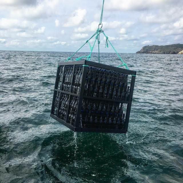 Španělští vinaři nechávají víno zrát na mořském dně.jpg Španělští vinaři nechávají víno zrát na mořském dně